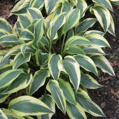 Hosta 'Wolverine'